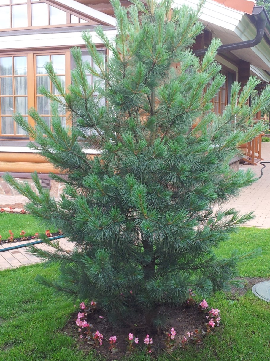 Сосна Веймутова Луи