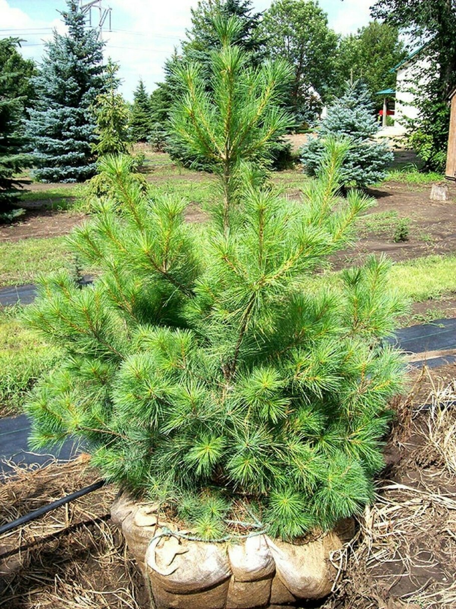 Сосна веймутова strobus