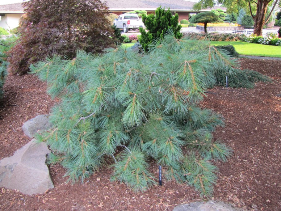 Pinus parviflora Karen