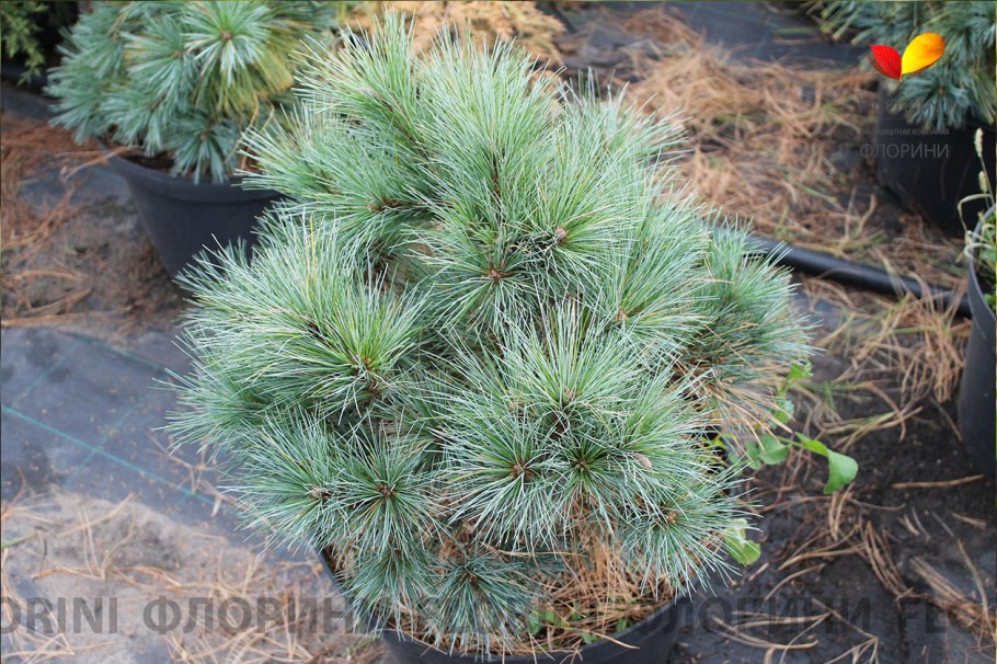 Сосна обыкновенная Глаука