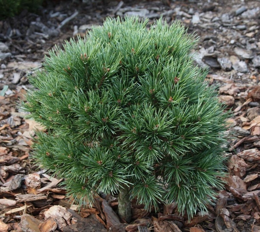 Pinus koraiensis 'blue ball'
