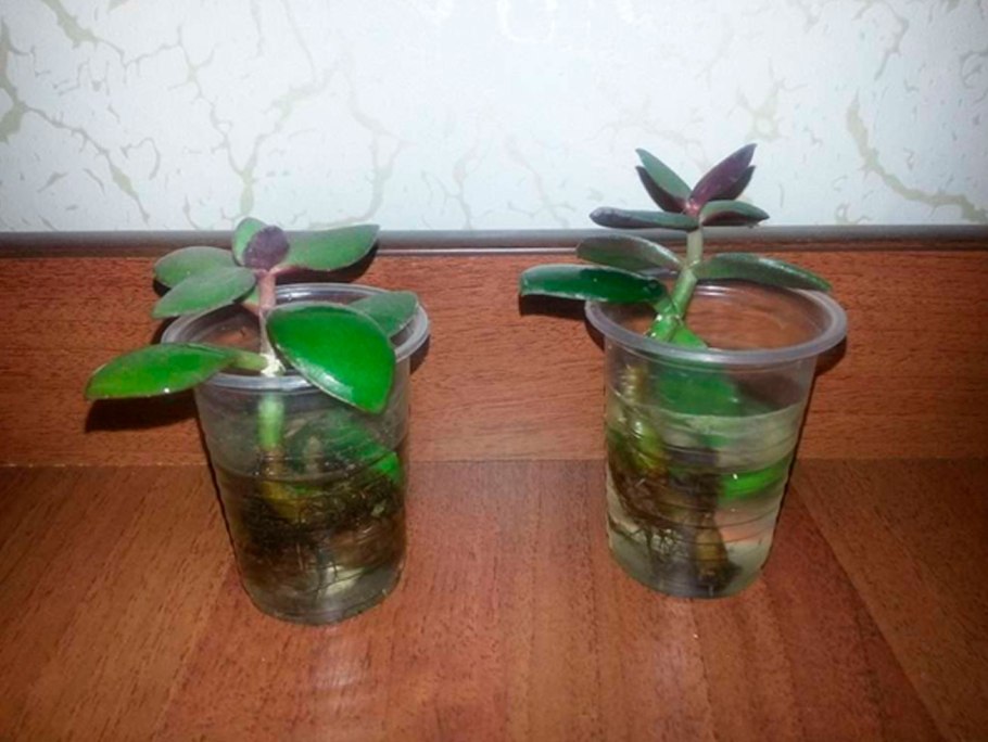 Толстянка денежное дерево размножение черенками