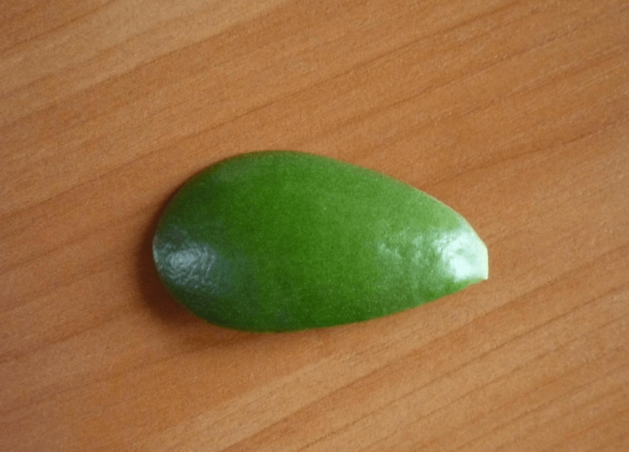 Листик толстянки