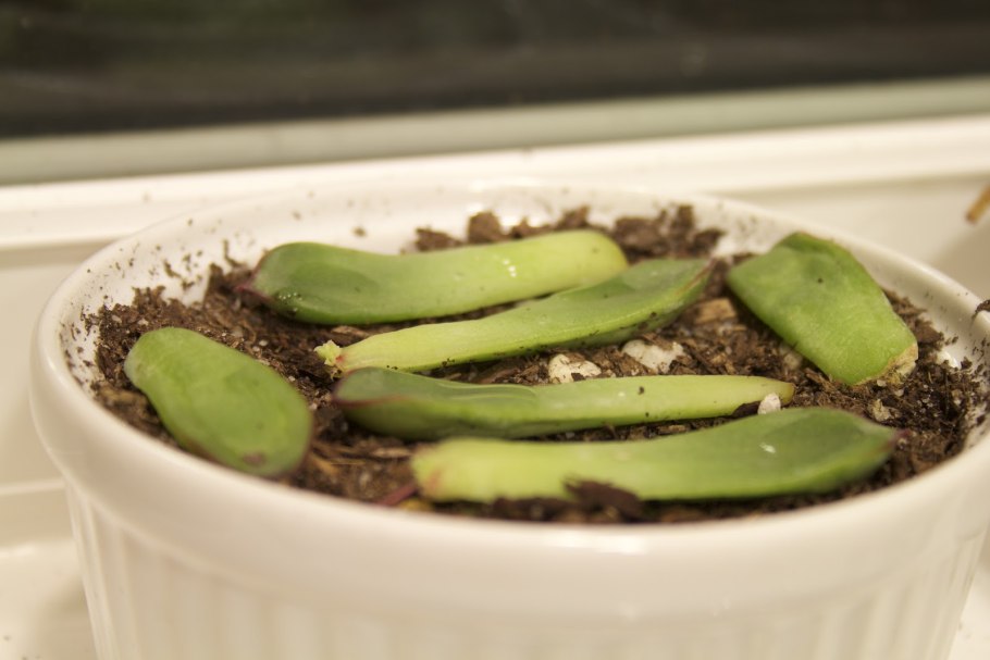 Суккулент толстянка размножение листовыми черенками