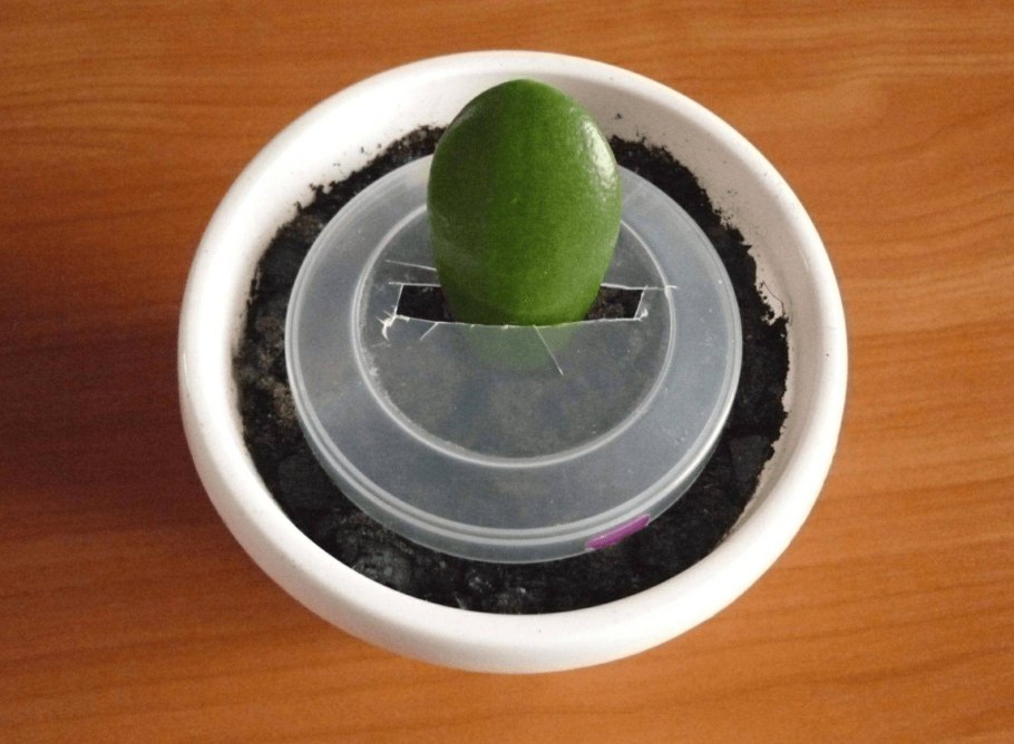 Денежное дерево вырастить из листочка