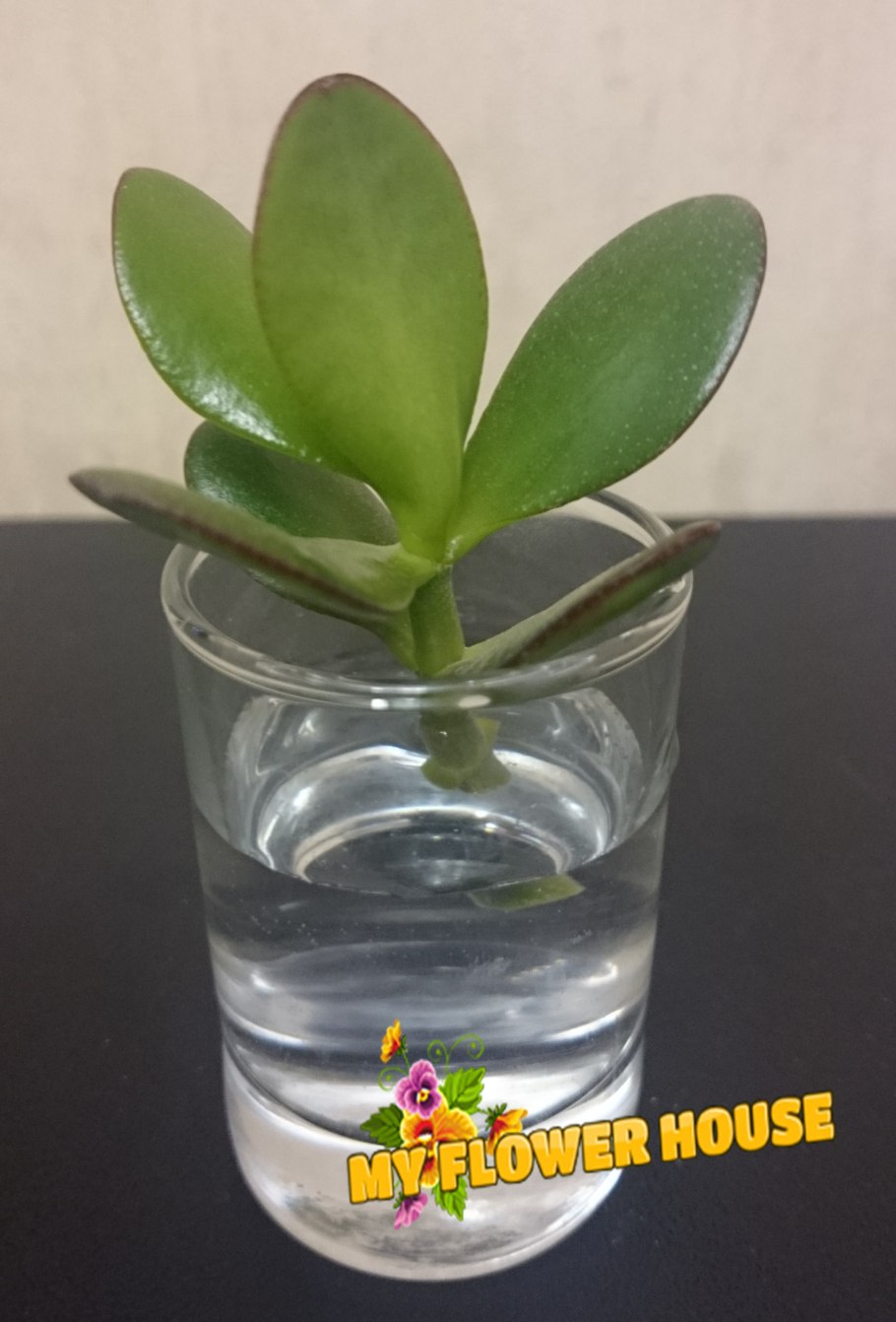 Толстянка денежное дерево отросток