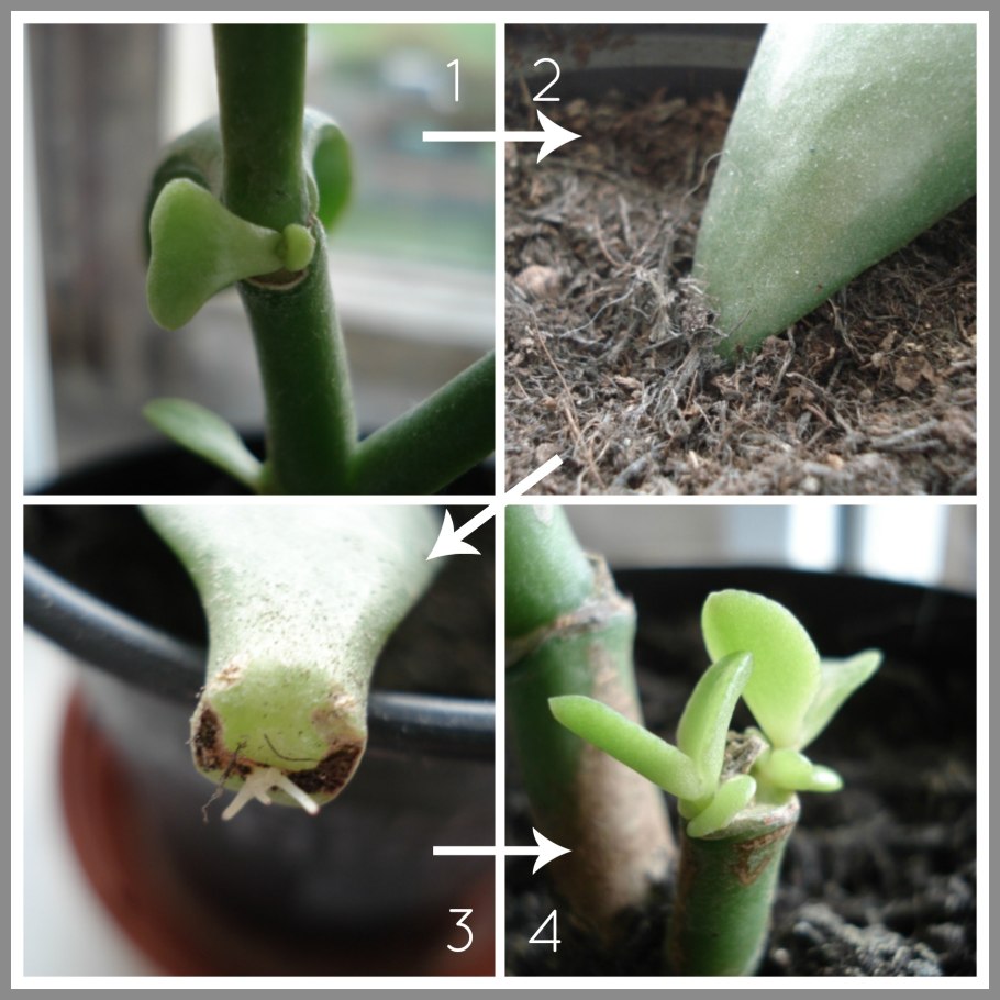 Толстянка черенок