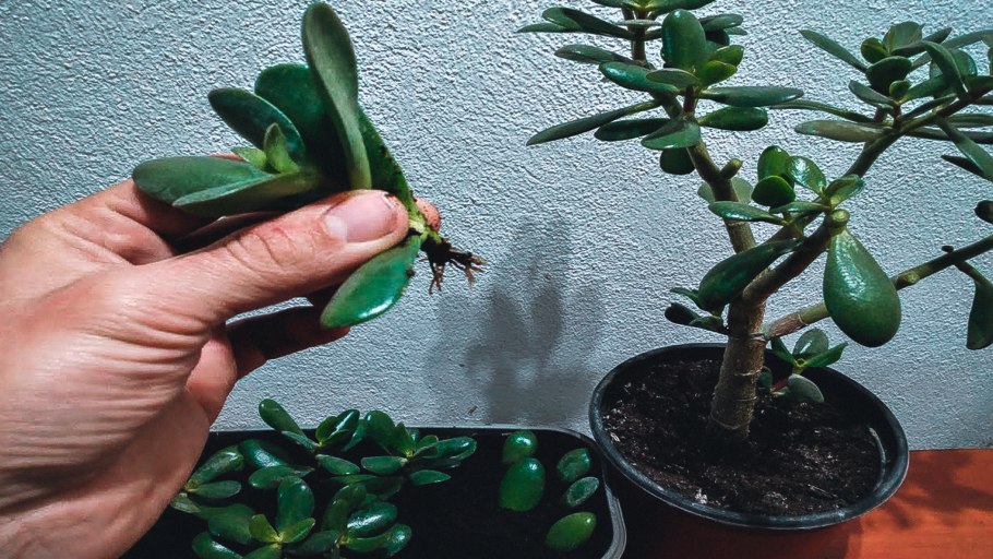 Пересаживание толстянки