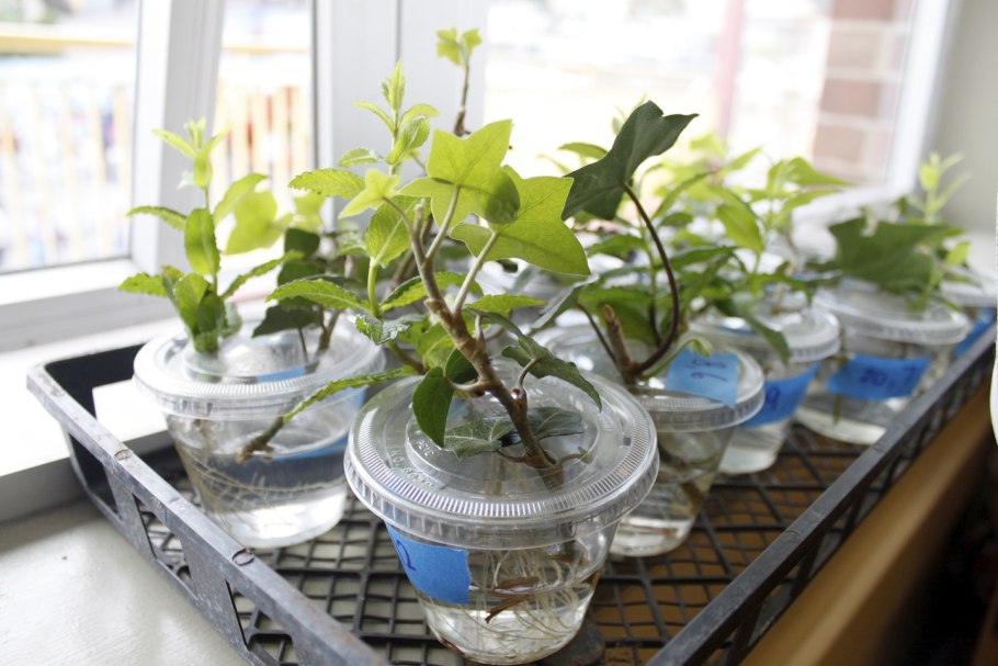 Черенки комнатных растений