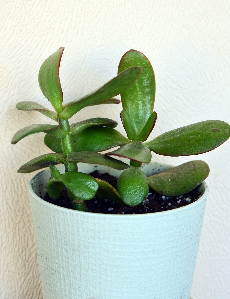 Толстянка отросток