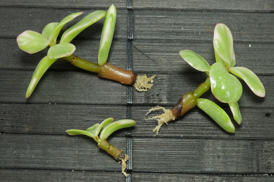 Портулакария черенок