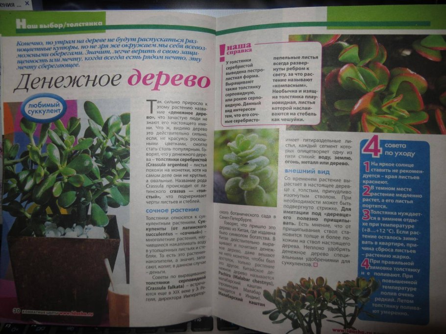 Паспорт комнатных растений денежное дерево