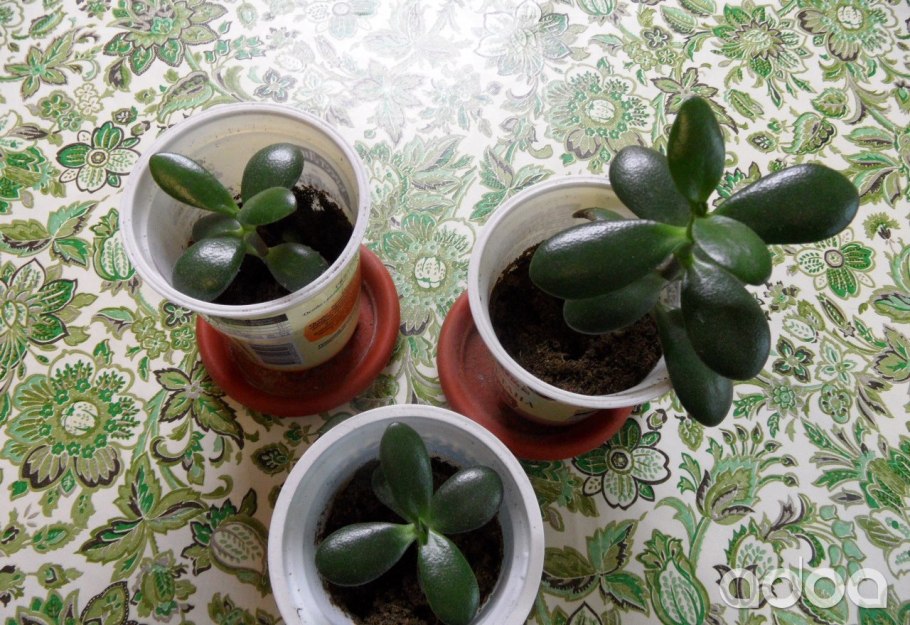 Толстянка Крассула черенок