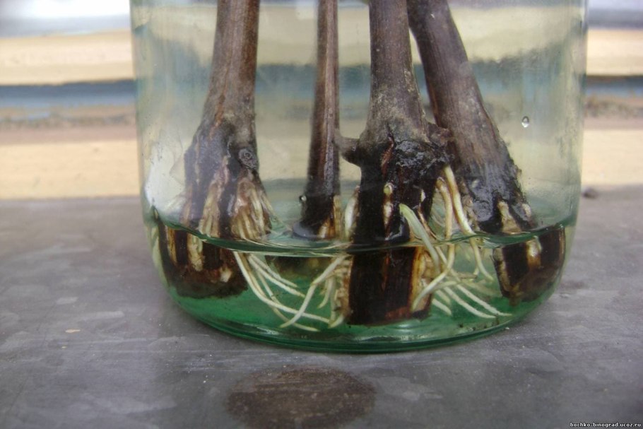 Укоренение черенков винограда