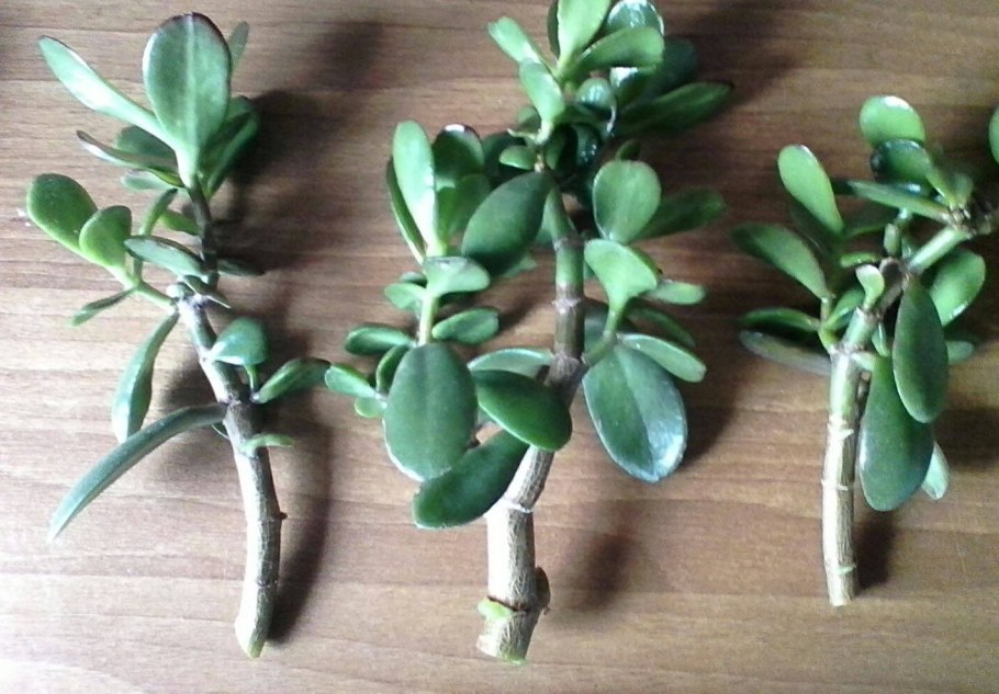 Крассула толстянка размножение