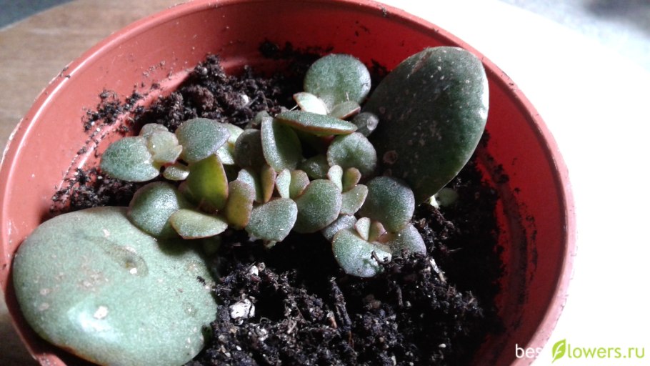 Размножение крассулы