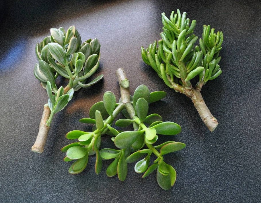 Толстянка Крассула черенок