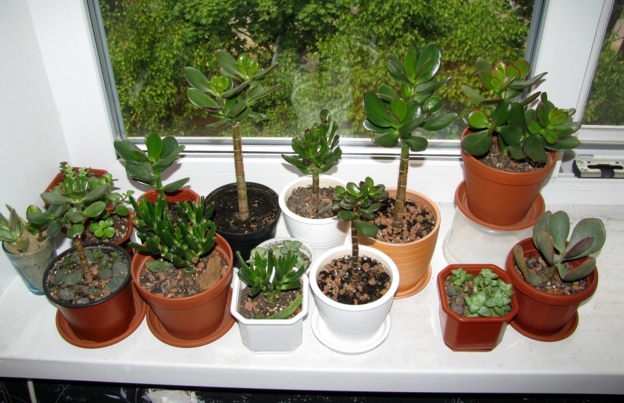 Горшок для толстянки