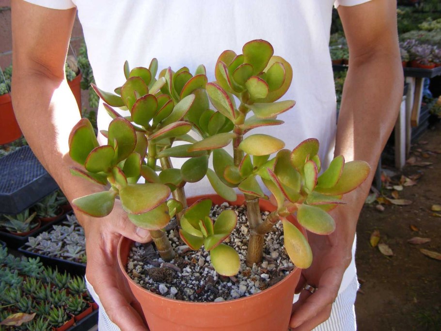 Крассула Овата черенок