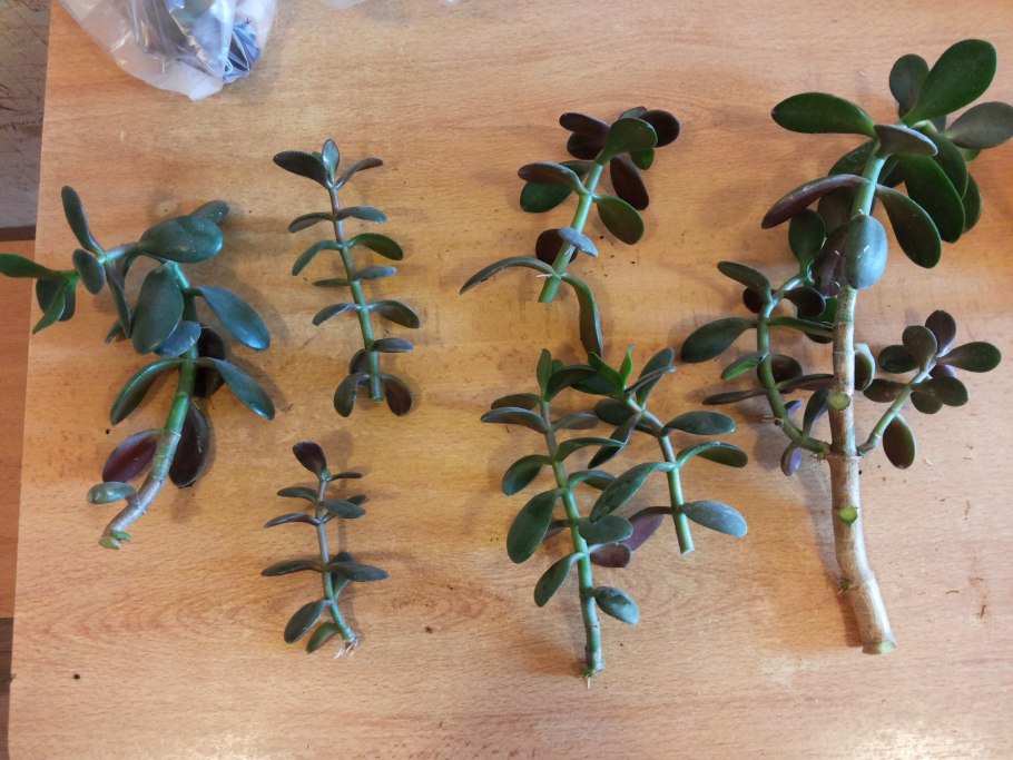 Денежное дерево Весеннее обрезание