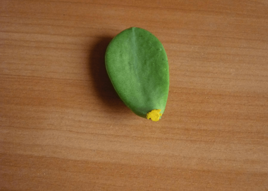 Размножение толстянки листом