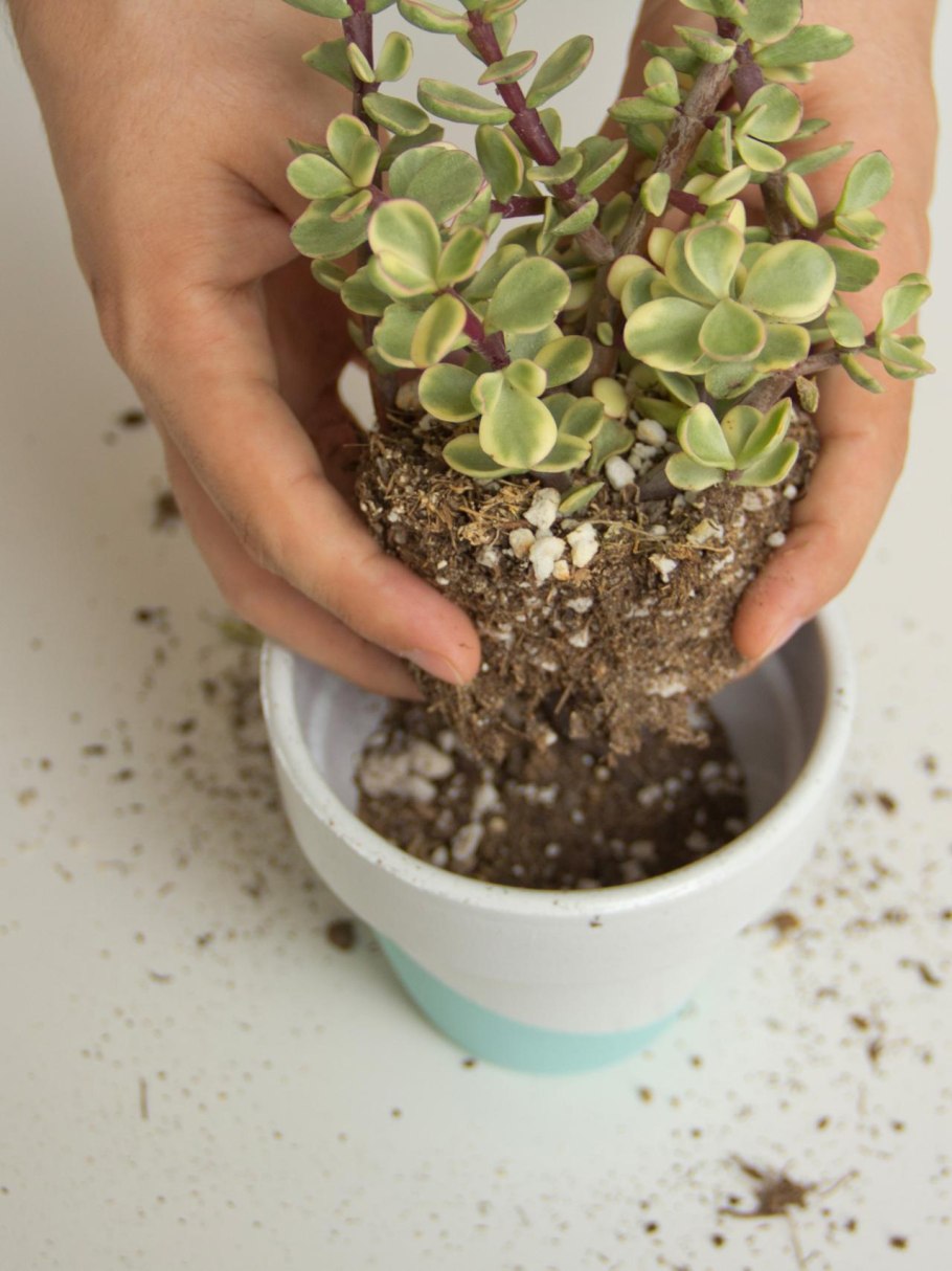 Crassula spathulata толстянка