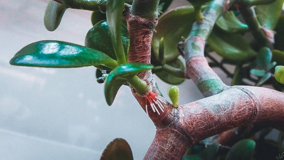 Крассула Солана размножение