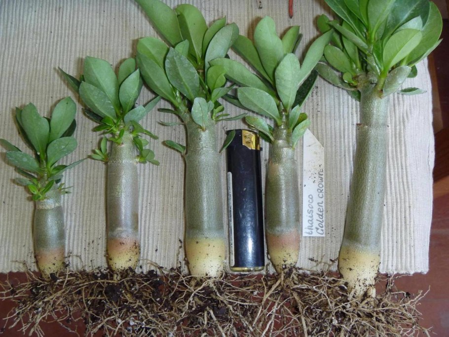 Адениумы черенкование