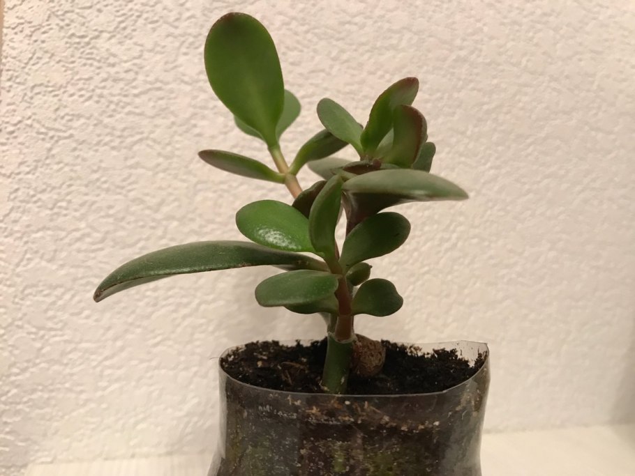 Денежное дерево маленькое