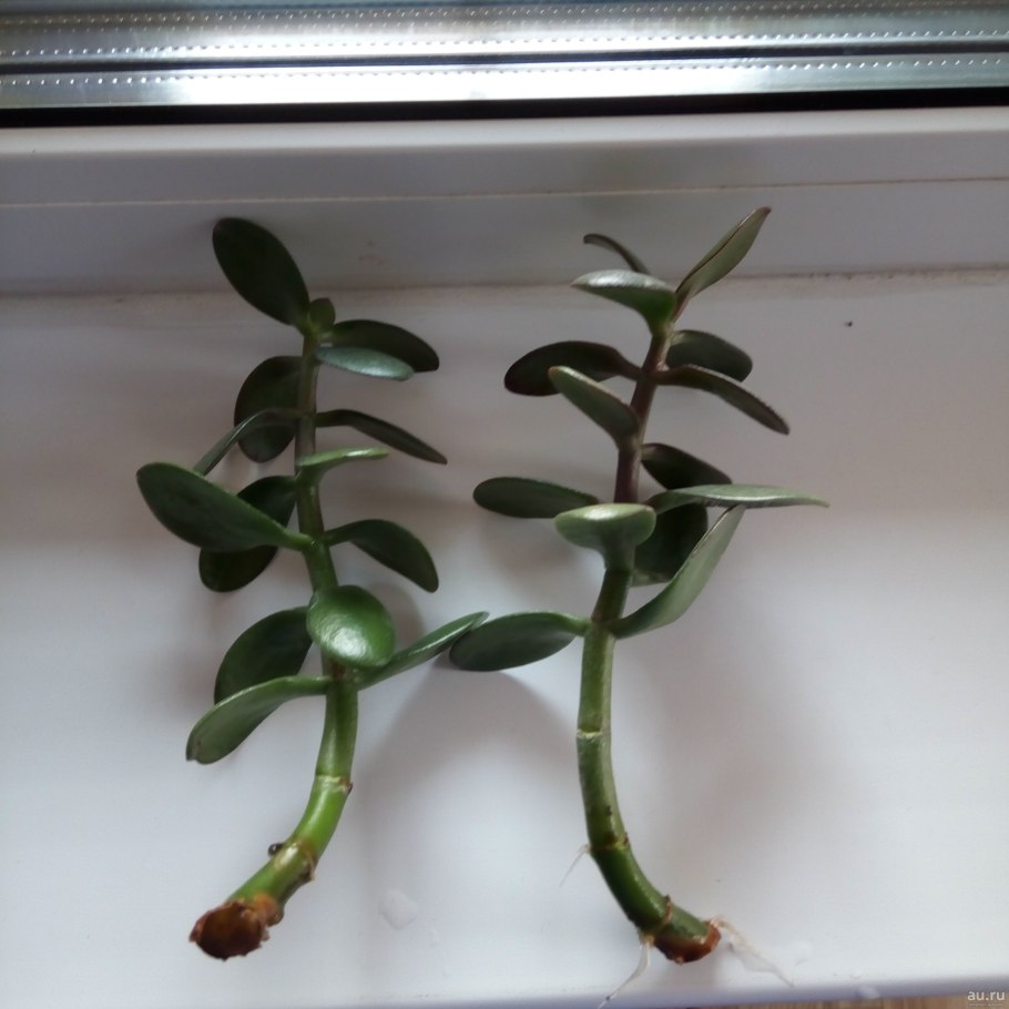 Черенки толстянки с корнем