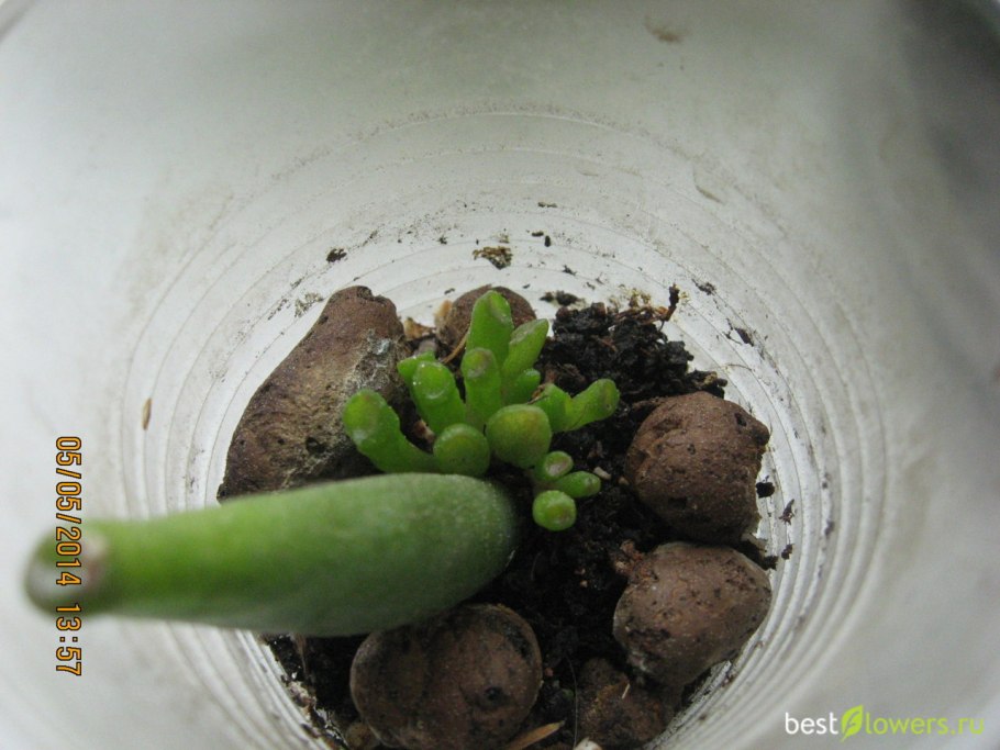 Крассула Хоббит размножение листом