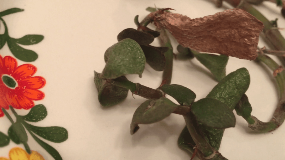 Толстянка детки на листьях