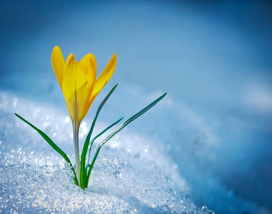 Цветы из под снега