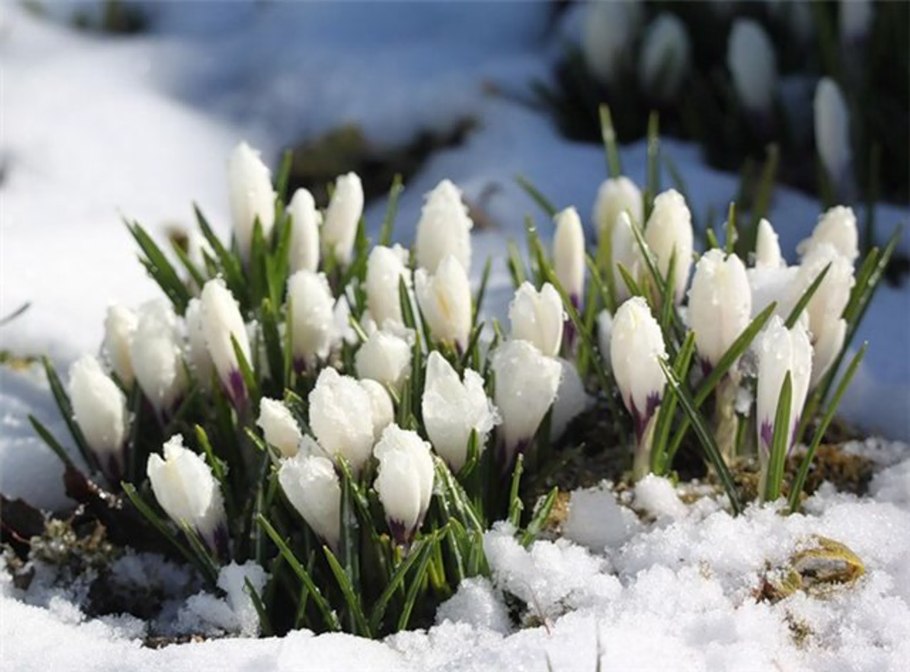 Красивые подснежники