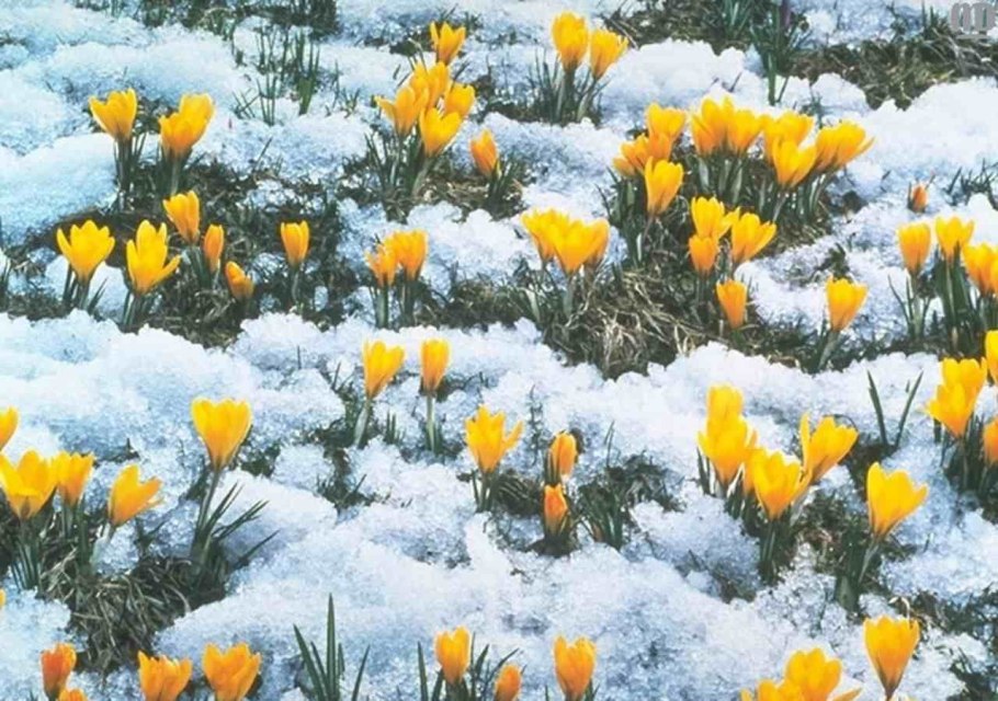 Бойчечак Гули