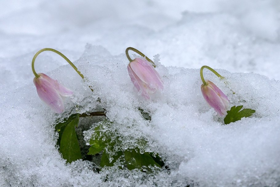 Цветы из под снега