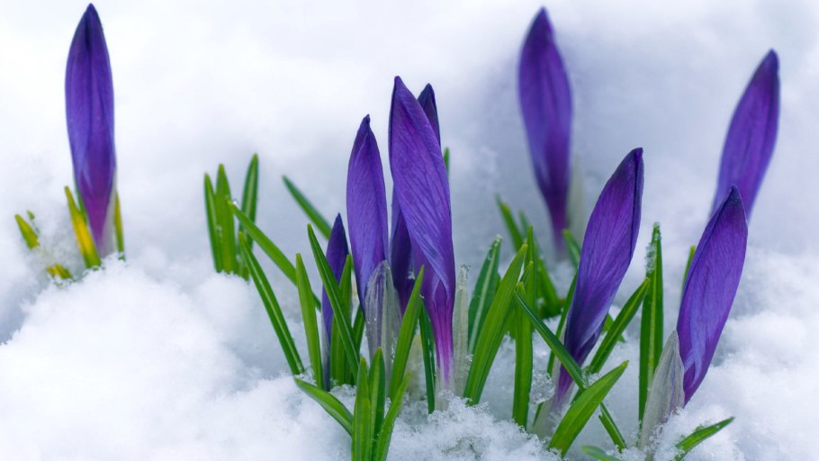 Цветы крокусы первоцветы