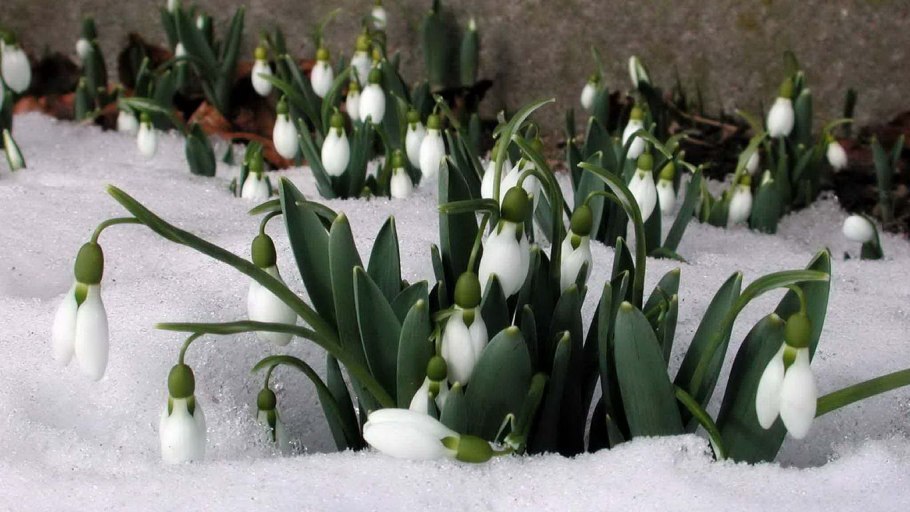 Ранняя Весна подснежники