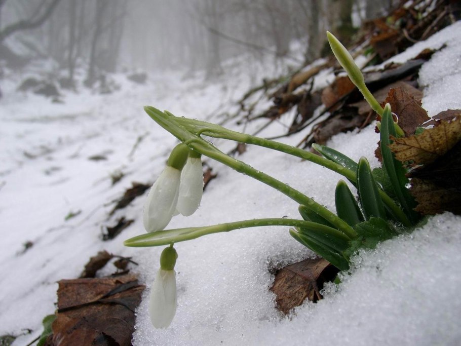 Подснежники в снегу