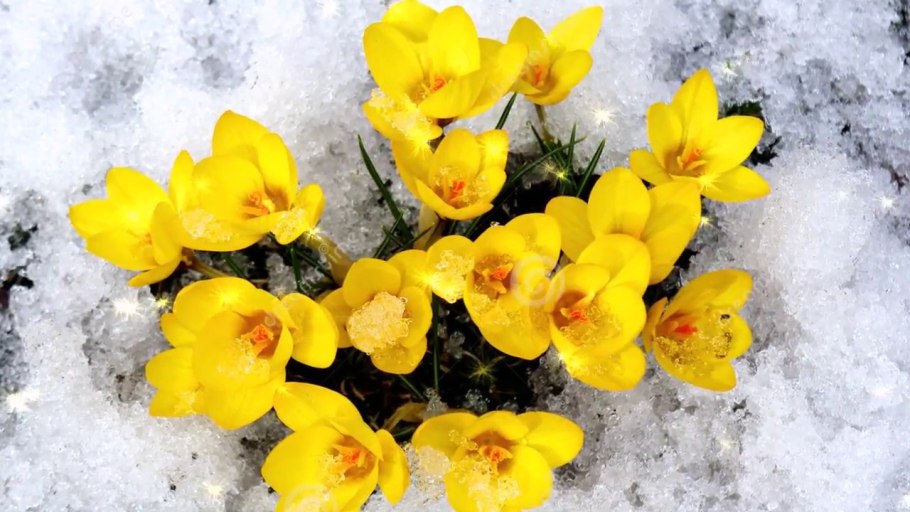 Желтые цветы в снегу