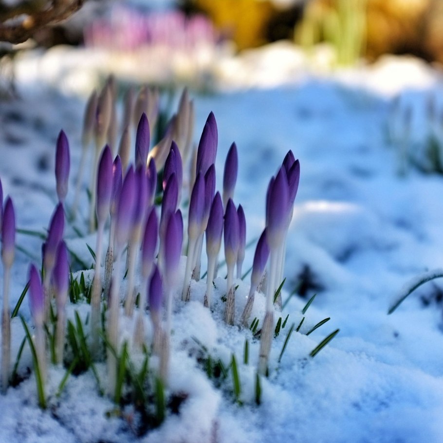 Первоцветы пролеска