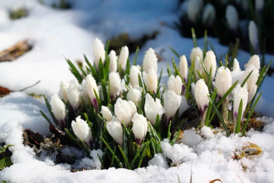 Подснежники в снегу