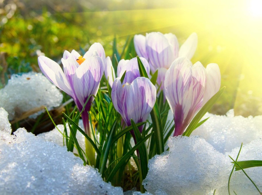 Весна подснежники солнце