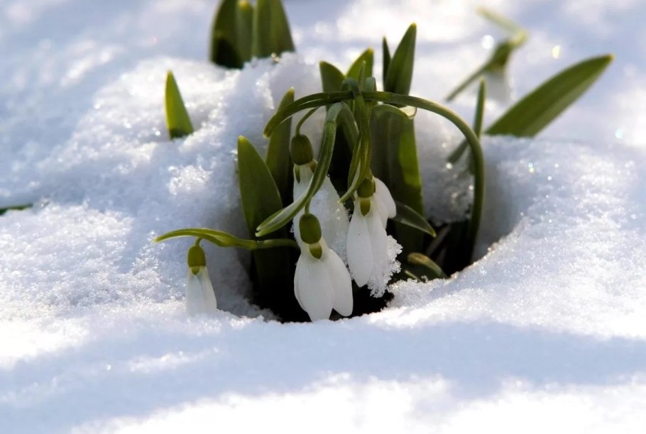 Подснежники в снегу