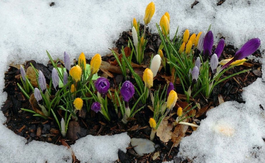 Наступила Весна