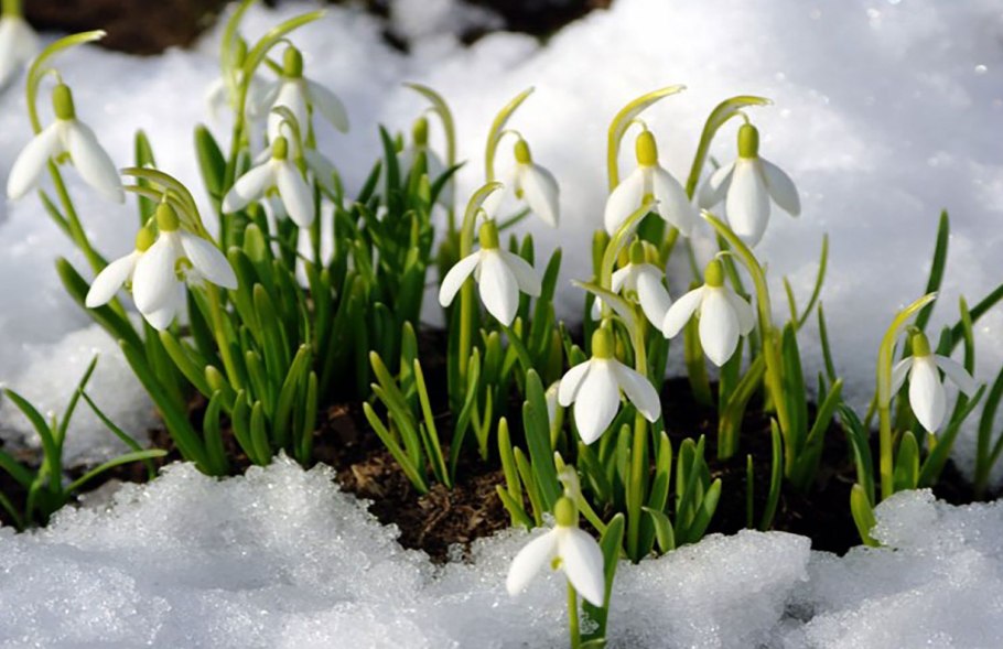 П.Соловьев Подснежник