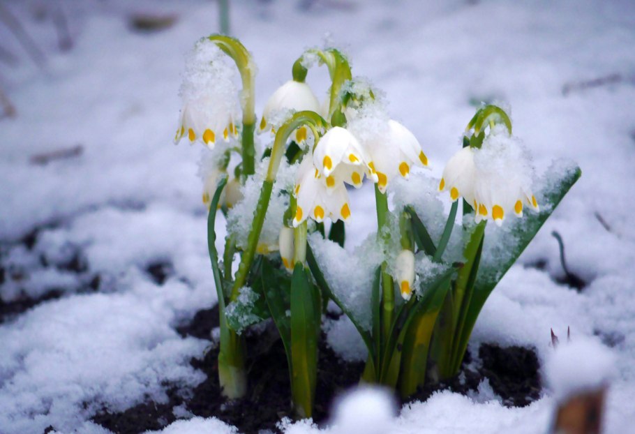Февральские подснежники