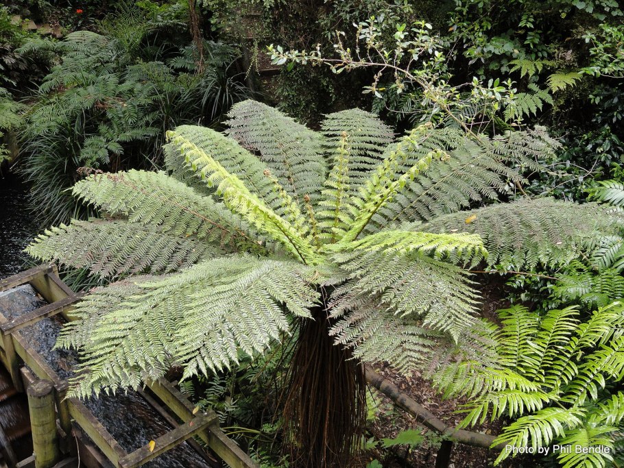 Диксония антарктическая папоротник