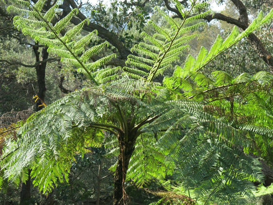 Древовидный папоротник Циатея