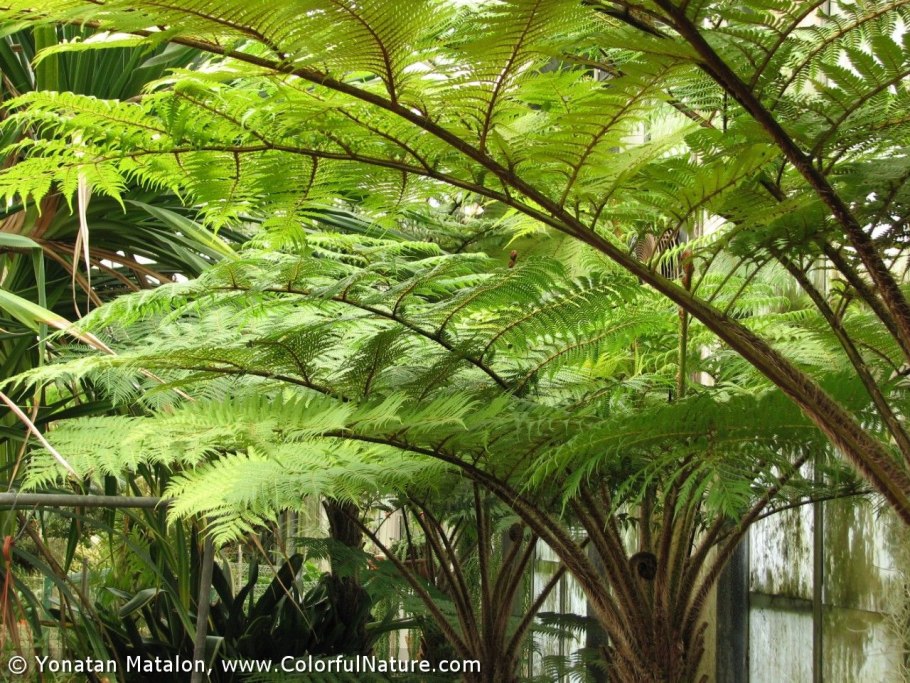 Страусник Matteuccia struthiopteris